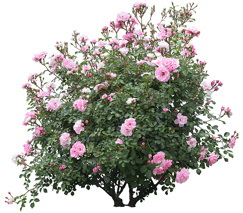 PS高清景观花卉花镜花坛花草植物搭配