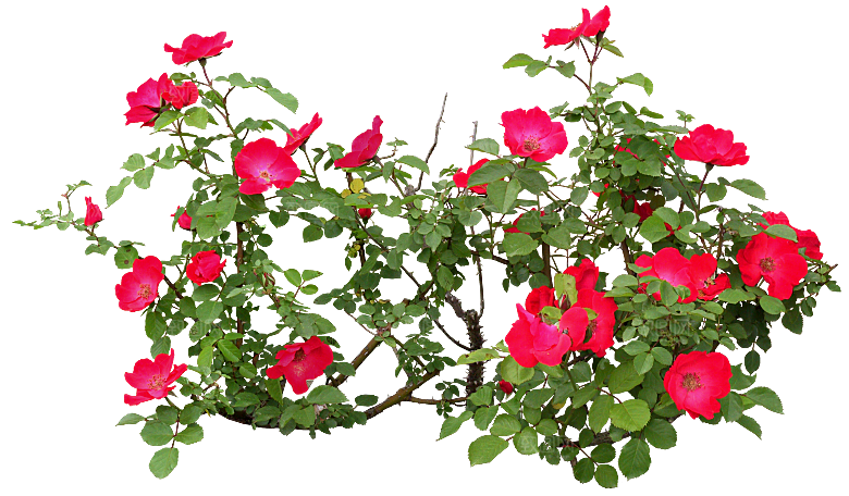 PS高清景观花卉花镜花坛花草植物搭配