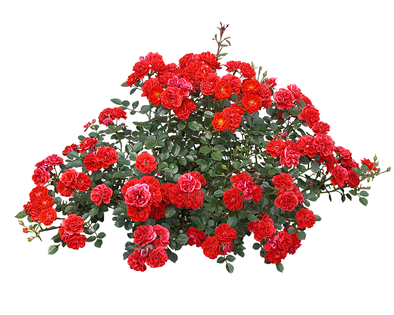 PS高清景观花卉花镜花坛花草植物搭配