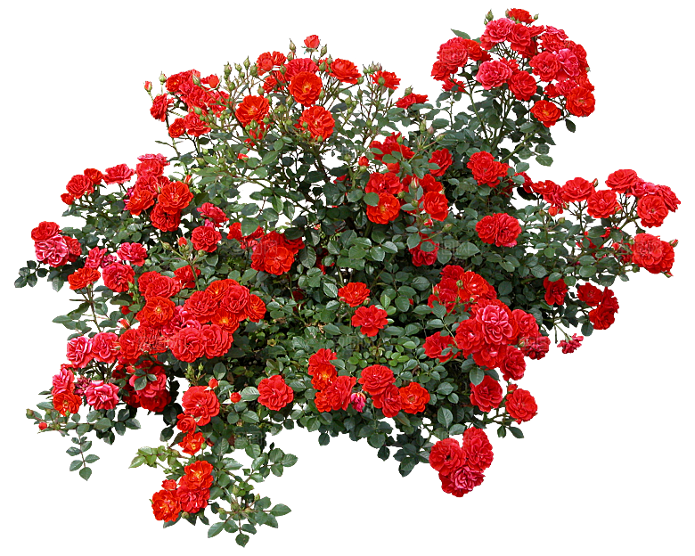 PS高清景观花卉花镜花坛花草植物搭配