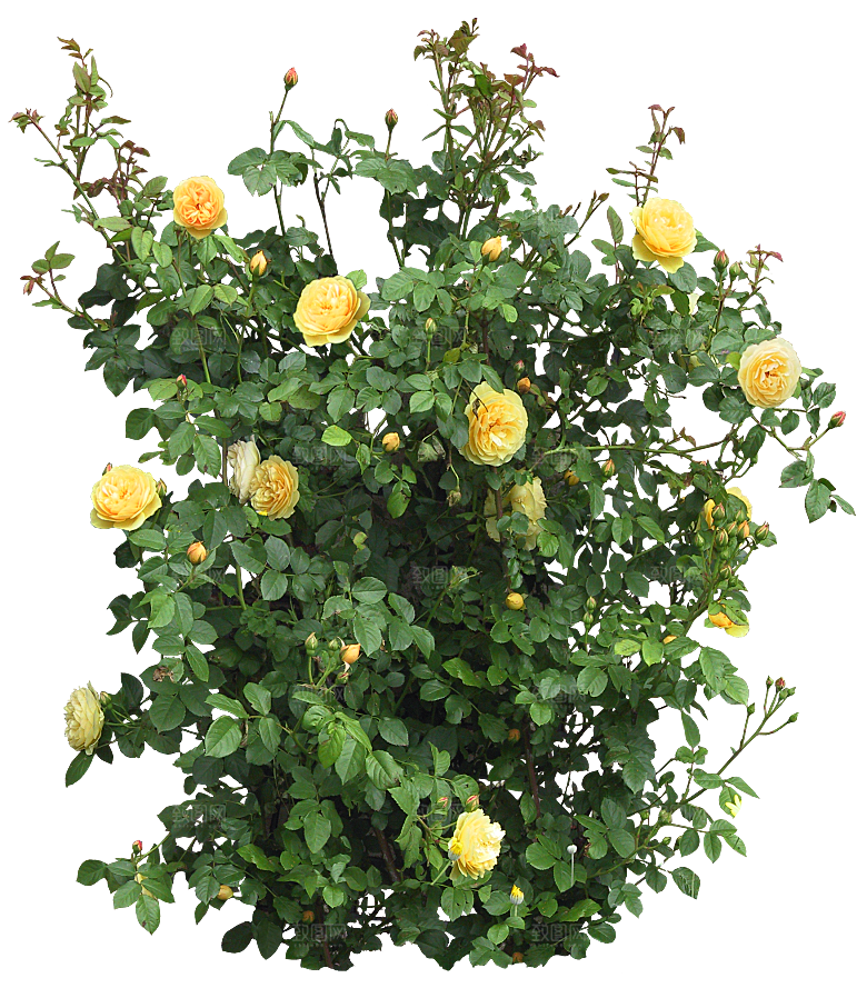 PS高清景观花卉花镜花坛花草植物搭配
