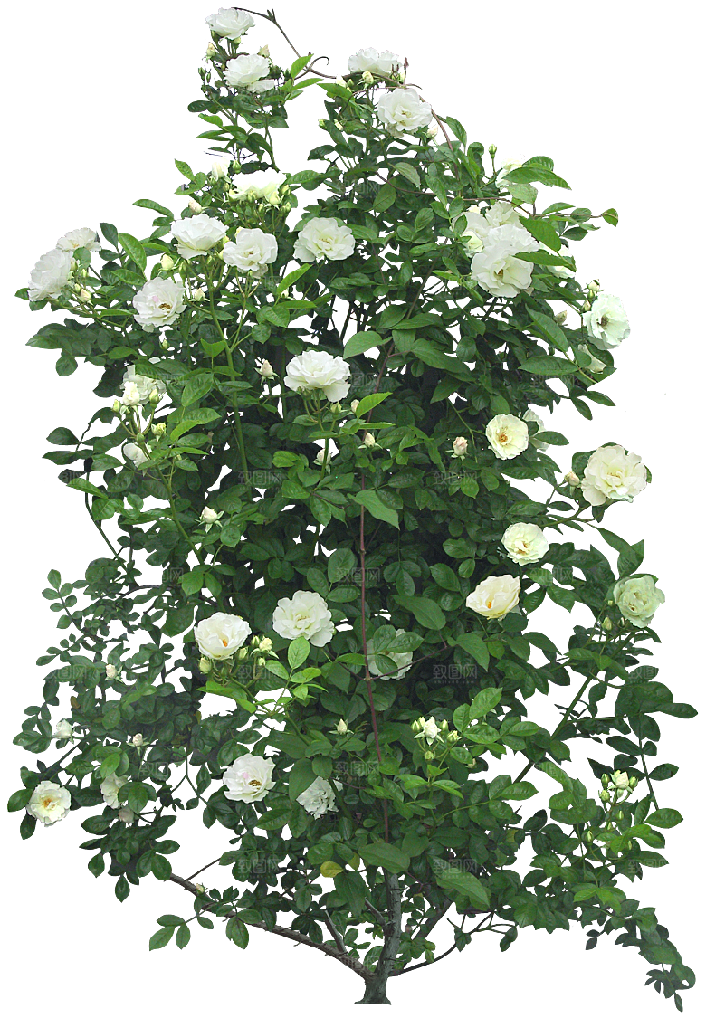 PS高清景观花卉花镜花坛花草植物搭配