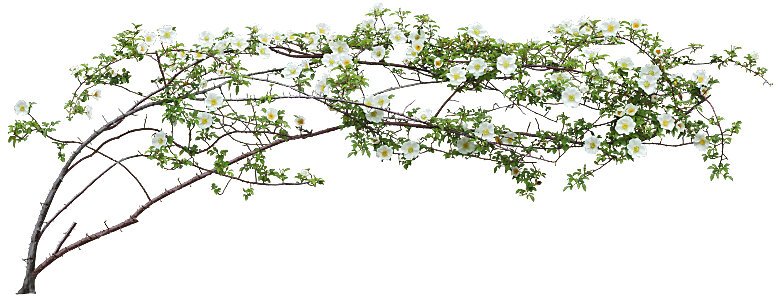 PS高清景观花卉花镜花坛花草植物搭配