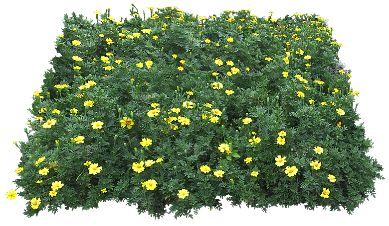 PS高清景观花卉花镜花坛花草植物搭配素材