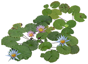 PS高清景观花卉花镜花坛花草植物搭配素材