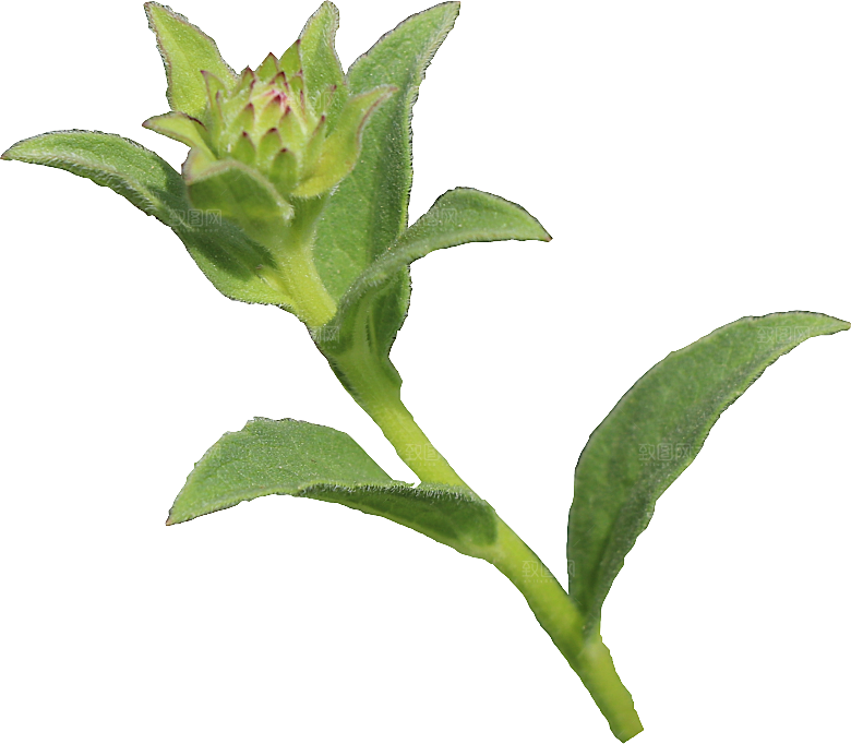 PS高清景观花卉花镜花坛花草植物搭配