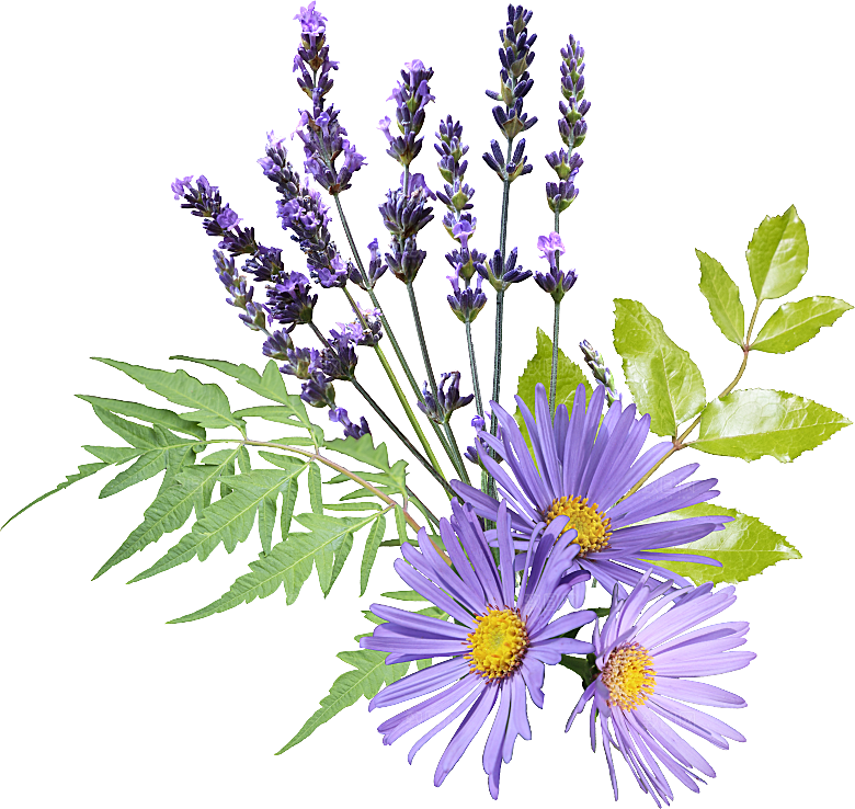 PS高清景观花卉花镜花坛花草植物搭配