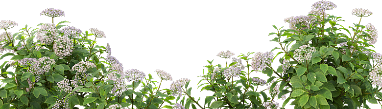 PS高清景观花卉花镜花坛花草植物搭配