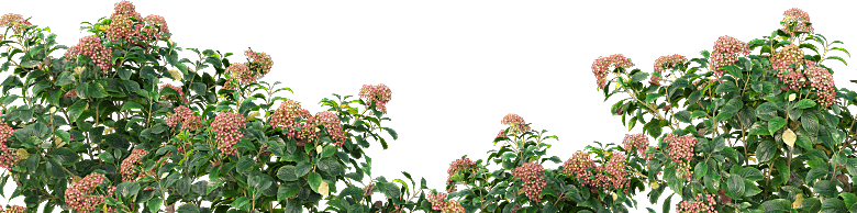 PS高清景观花卉花镜花坛花草植物搭配