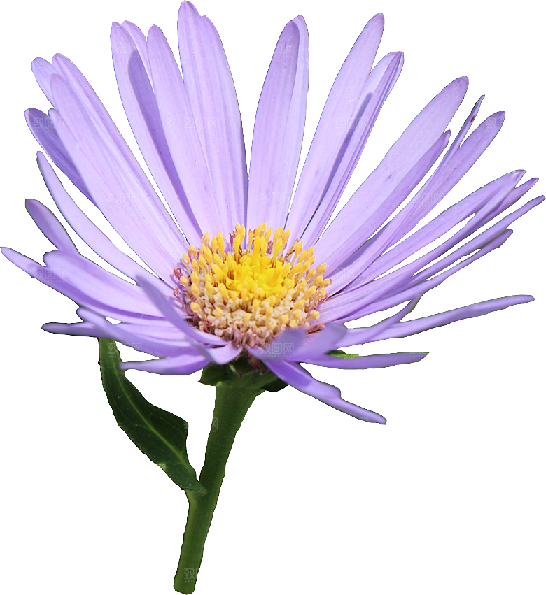 PS高清景观花卉花镜花坛花草植物搭配