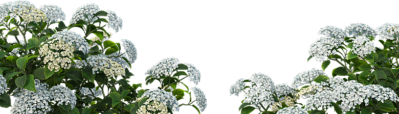 PS高清景观花卉花镜花坛花草植物搭配素材