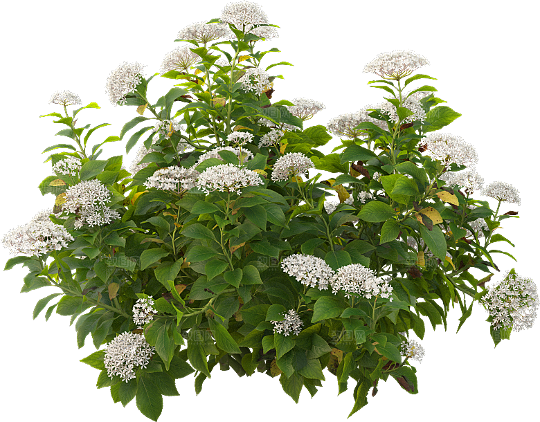 PS高清景观花卉花镜花坛花草植物搭配素材