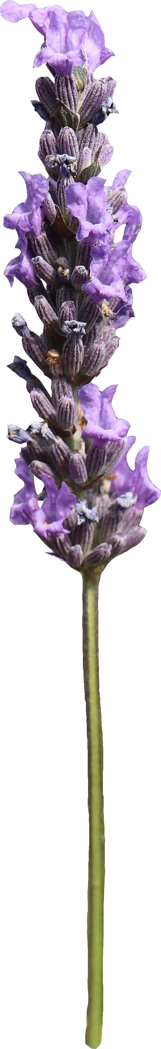 PS高清景观花卉花镜花坛花草植物搭配素材