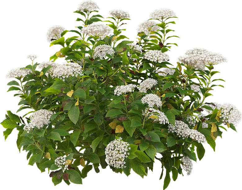 PS高清景观花卉花镜花坛花草植物搭配
