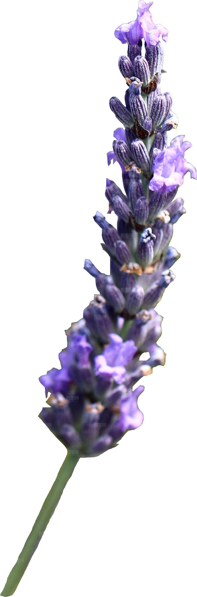 PS高清景观花卉花镜花坛花草植物搭配素材