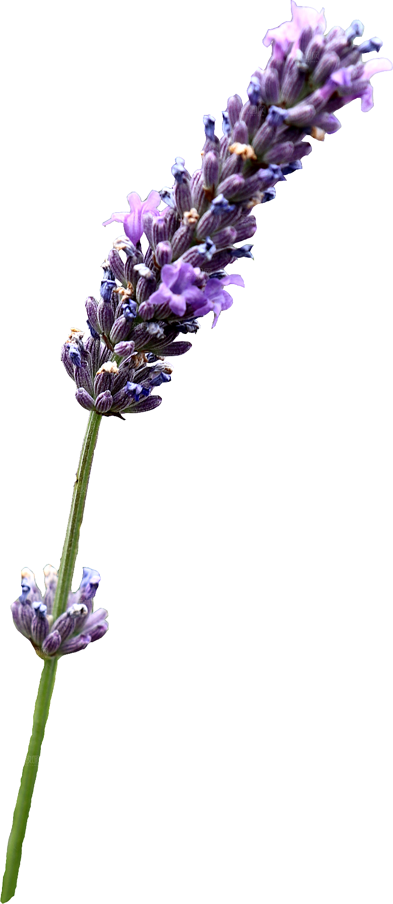 PS高清景观花卉花镜花坛花草植物搭配