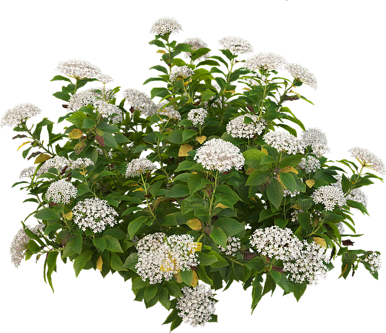PS高清景观花卉花镜花坛花草植物搭配