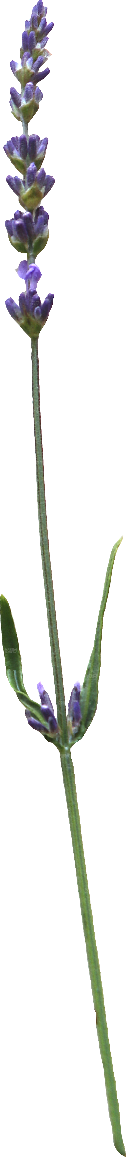 PS高清景观花卉花镜花坛花草植物搭配