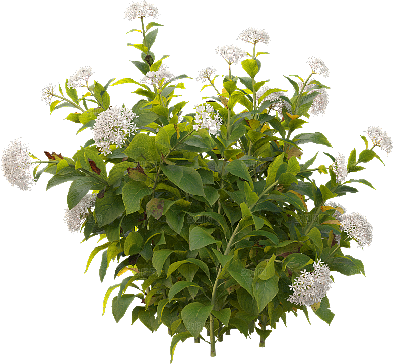 PS高清景观花卉花镜花坛花草植物搭配