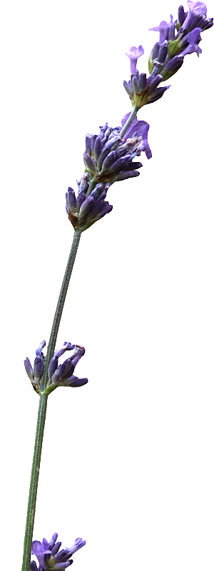 PS高清景观花卉花镜花坛花草植物搭配