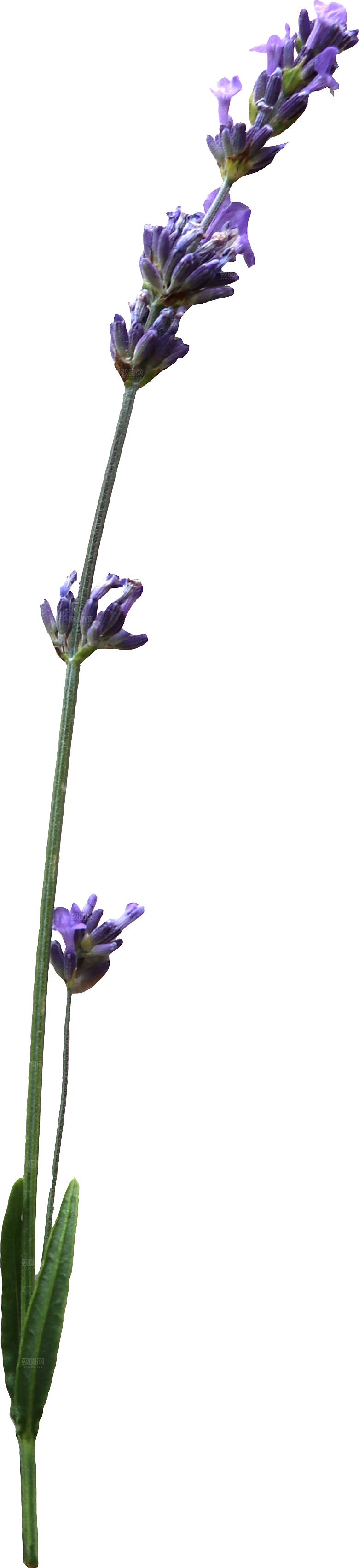 PS高清景观花卉花镜花坛花草植物搭配