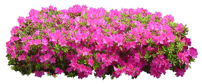 PS高清景观花卉花镜花坛花草植物搭配