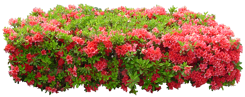 PS高清景观花卉花镜花坛花草植物搭配