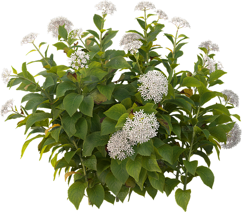 PS高清景观花卉花镜花坛花草植物搭配素材
