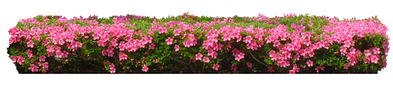 PS高清景观花卉花镜花坛花草植物搭配