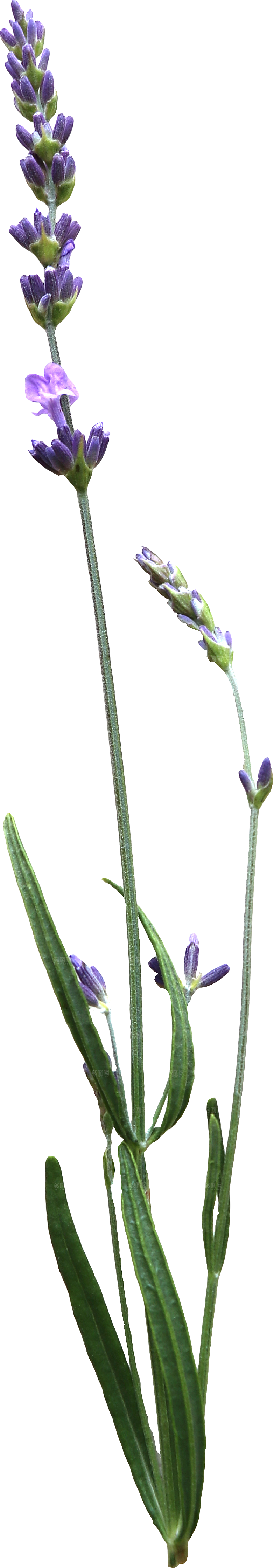 PS高清景观花卉花镜花坛花草植物搭配
