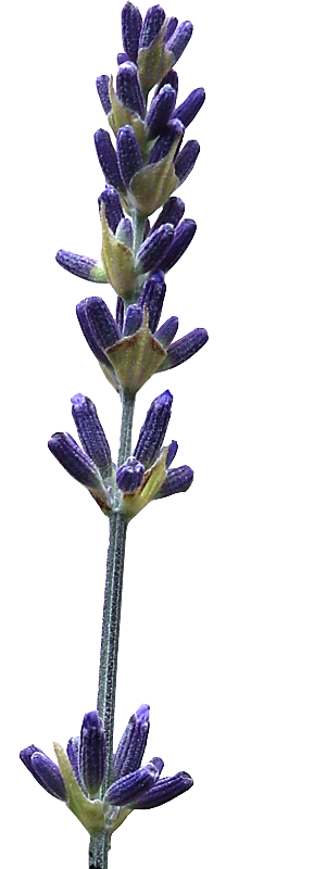 PS高清景观花卉花镜花坛花草植物搭配素材
