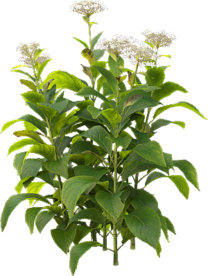 PS高清景观花卉花镜花坛花草植物搭配素材