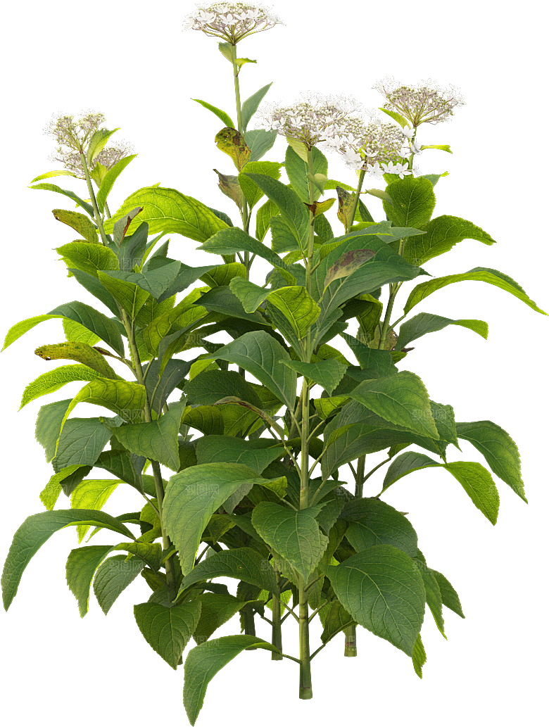 PS高清景观花卉花镜花坛花草植物搭配素材