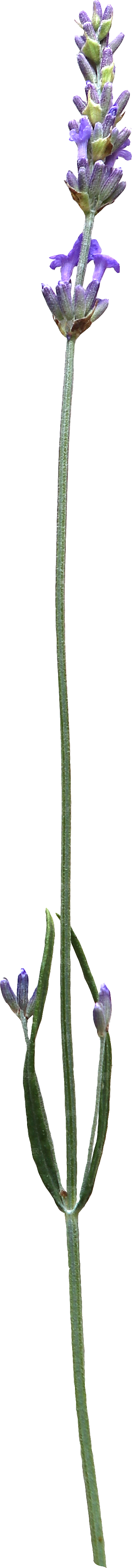 PS高清景观花卉花镜花坛花草植物搭配素材