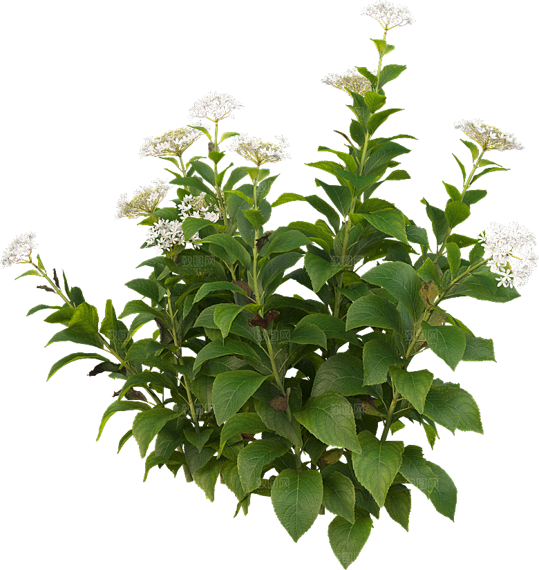 PS高清景观花卉花镜花坛花草植物搭配素材
