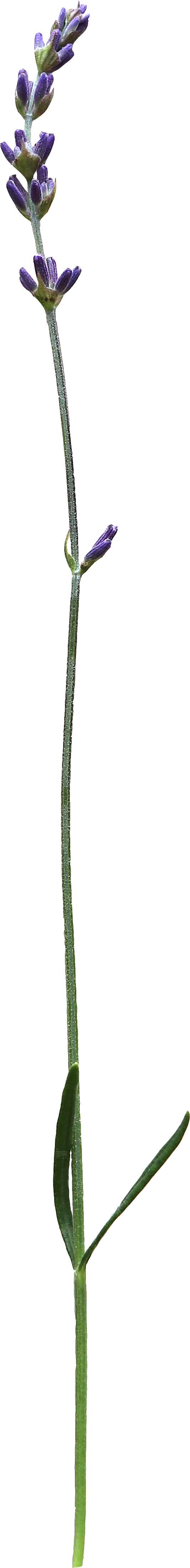 PS高清景观花卉花镜花坛花草植物搭配