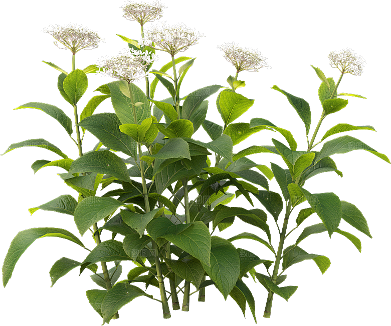 PS高清景观花卉花镜花坛花草植物搭配