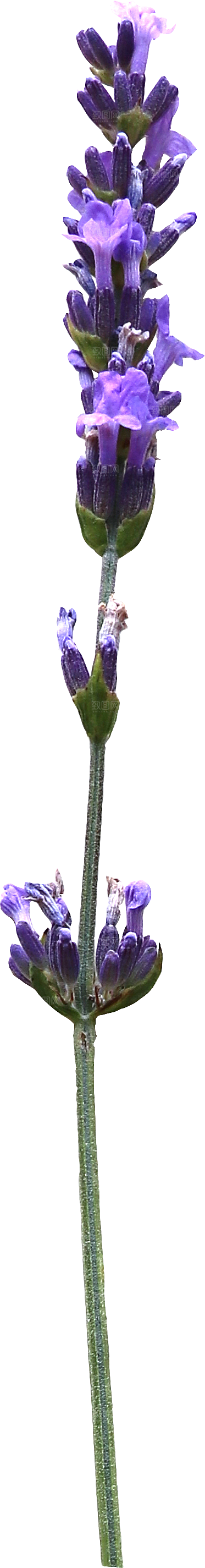 PS高清景观花卉花镜花坛花草植物搭配