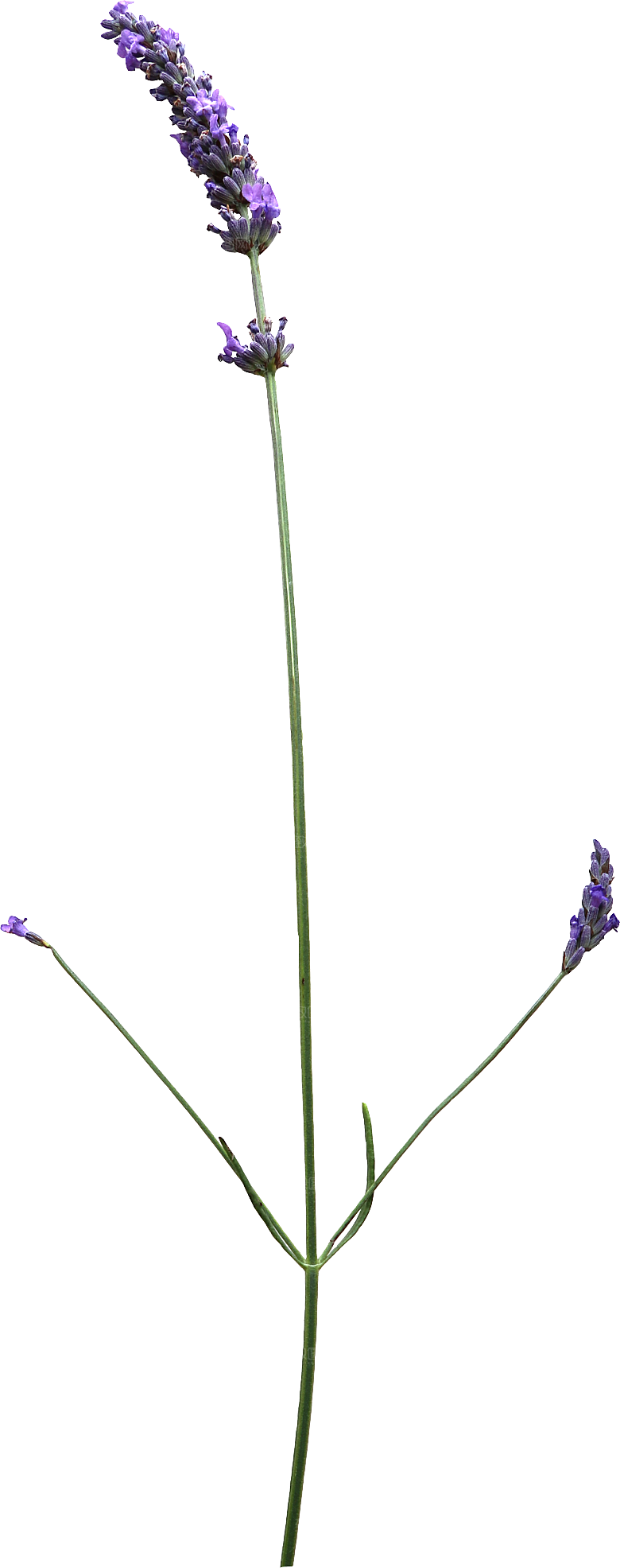 PS高清景观花卉花镜花坛花草植物搭配