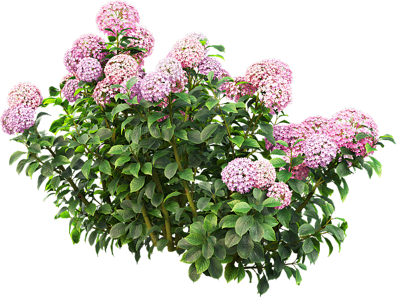 PS高清景观花卉花镜花坛花草植物搭配