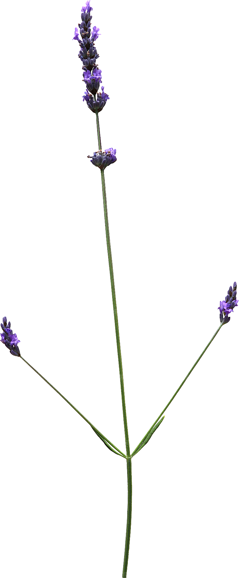 PS高清景观花卉花镜花坛花草植物搭配