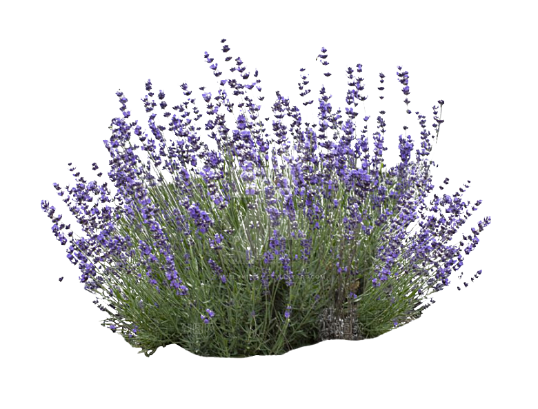 PS高清景观花卉花镜花坛花草植物搭配