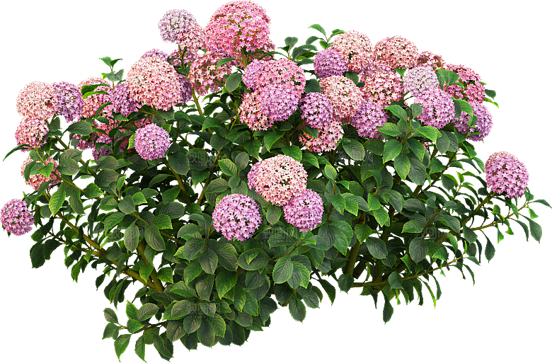 PS高清景观花卉花镜花坛花草植物搭配