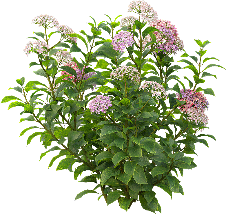 PS高清景观花卉花镜花坛花草植物搭配