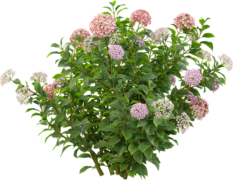 PS高清景观花卉花镜花坛花草植物搭配素材