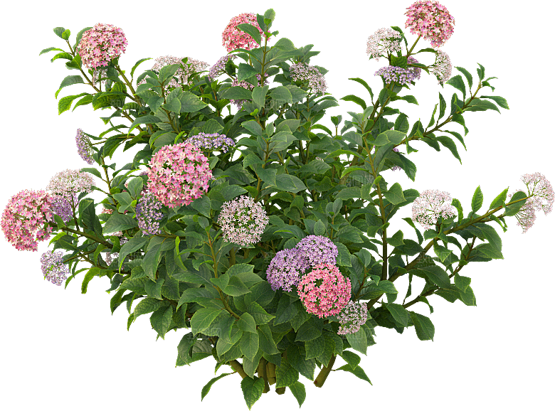 PS高清景观花卉花镜花坛花草植物搭配素材