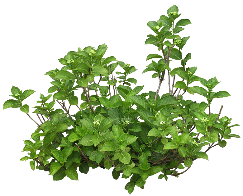 PS高清景观花卉花镜花坛花草植物搭配素材