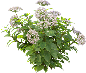PS高清景观花卉花镜花坛花草植物搭配素材