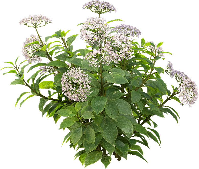PS高清景观花卉花镜花坛花草植物搭配素材