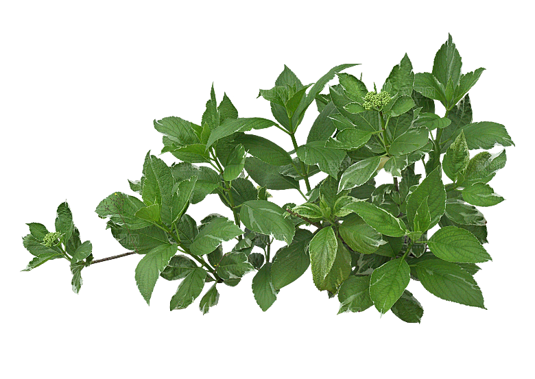 PS高清景观花卉花镜花坛花草植物搭配素材